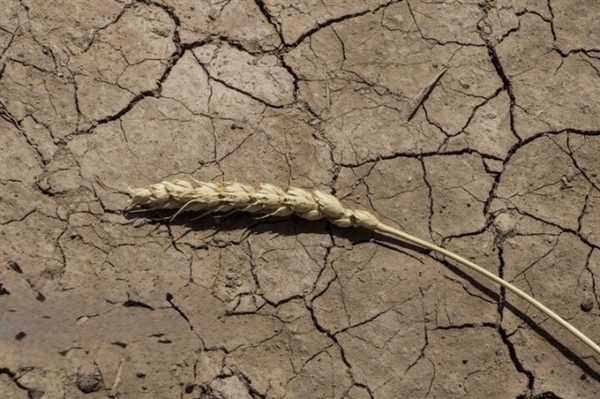 پراخت مرحله اول غرامت گندمکاران توسط بانک کشاورزی